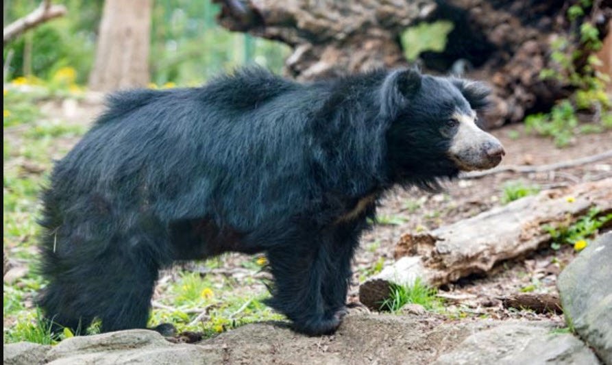 Sharavati Valley Wildlife Sanctuary
